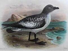 Cape Petrel