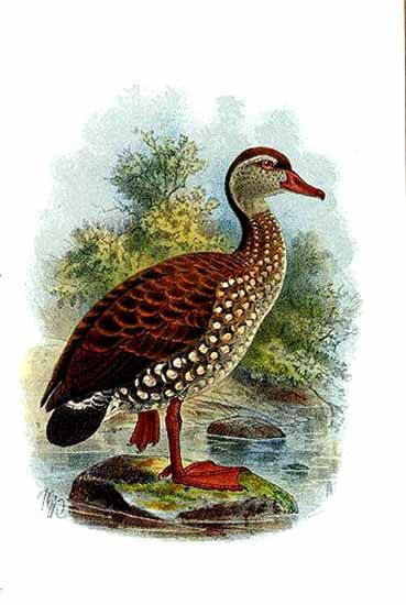 Spotted Whistling Duck