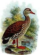 Dendrocygne tacheté