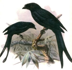 Drongo à raquettes