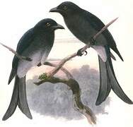 White-bellied Drongo