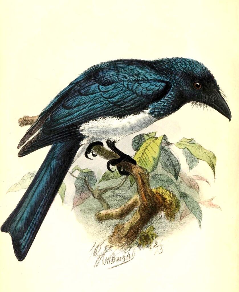 Drongo balicassio