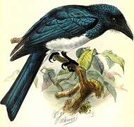 Drongo balicassio