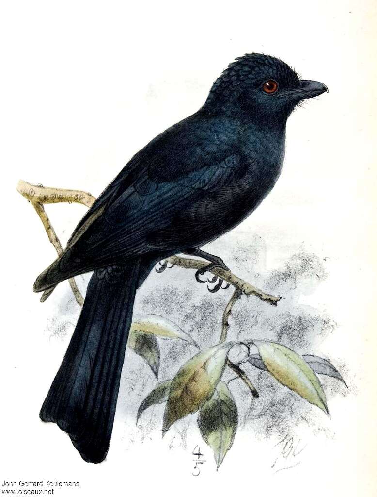 Drongo papou