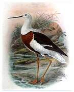 Banded Stilt