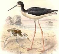 Black-necked Stilt (knudseni)