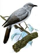 Indochinese Cuckooshrike