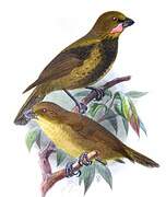 Wattled Ploughbill