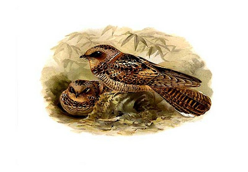 Collared Nightjar