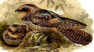 Collared Nightjar