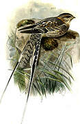 Scissor-tailed Nightjar