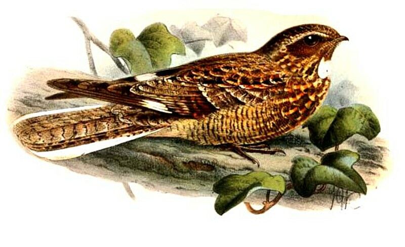 Savanna Nightjar