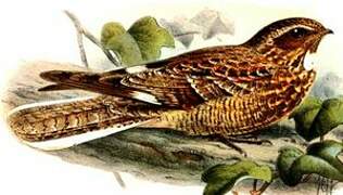 Savanna Nightjar