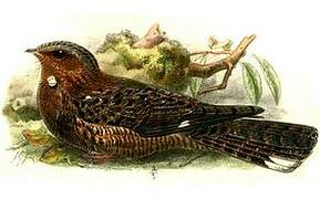 Bates's Nightjar