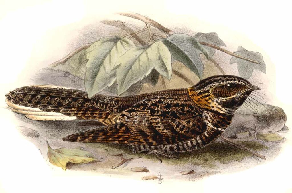 Tawny-collared Nightjar