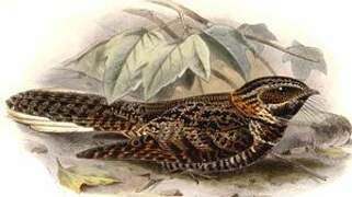 Tawny-collared Nightjar