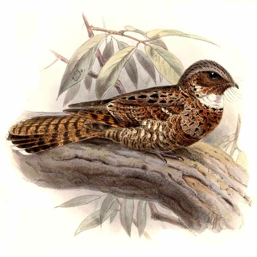 Yucatan Poorwill