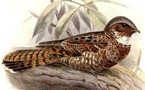 Yucatan Poorwill