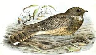 Star-spotted Nightjar