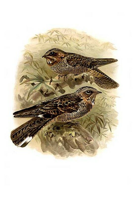 Madagascan Nightjar