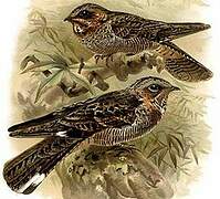 Madagascan Nightjar