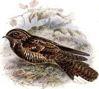 Dusky Nightjar