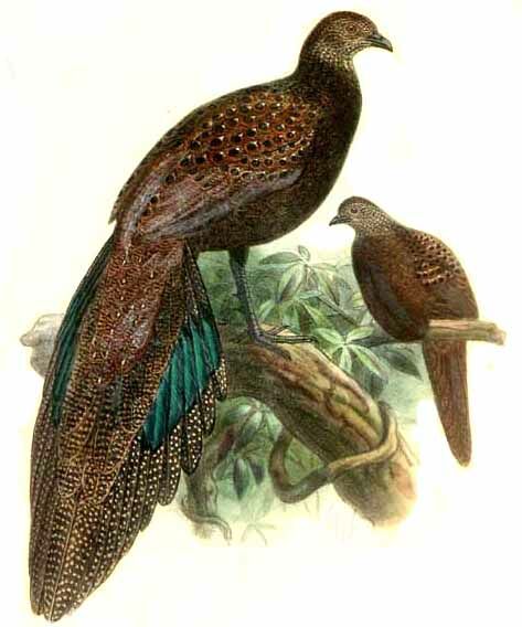 Mountain Peacock-Pheasant