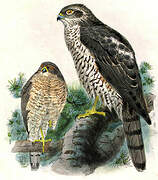 Eurasian Sparrowhawk