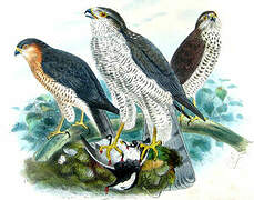 Eurasian Sparrowhawk