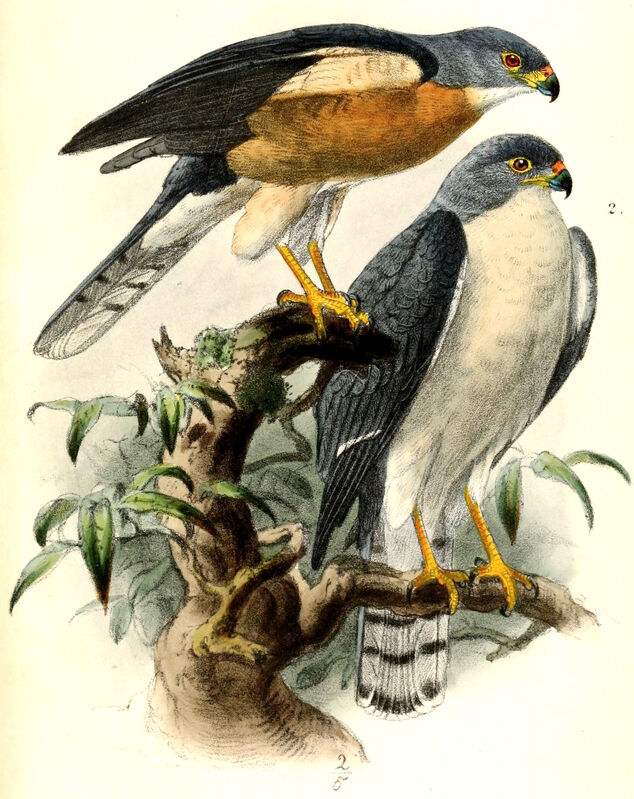Chinese Sparrowhawk
