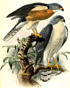 Chinese Sparrowhawk