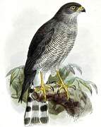 Ovambo Sparrowhawk