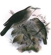 White-faced Starling