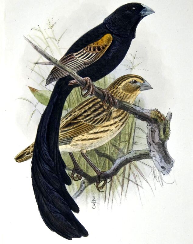 Jackson's Widowbird