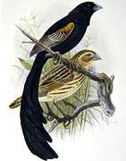 Jackson's Widowbird