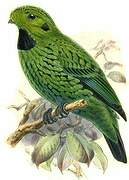 Whitehead's Broadbill