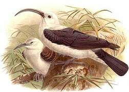 Sickle-billed Vanga