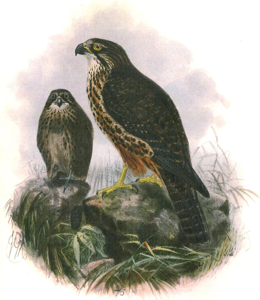 New Zealand Falcon