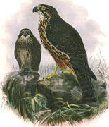 New Zealand Falcon