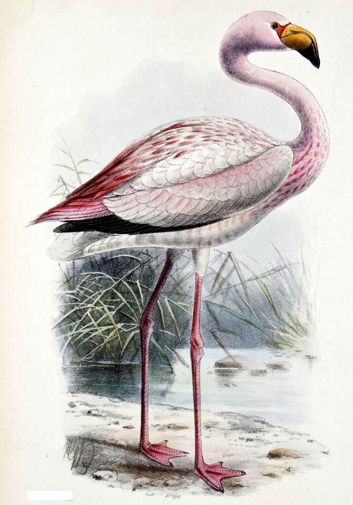 James's Flamingo