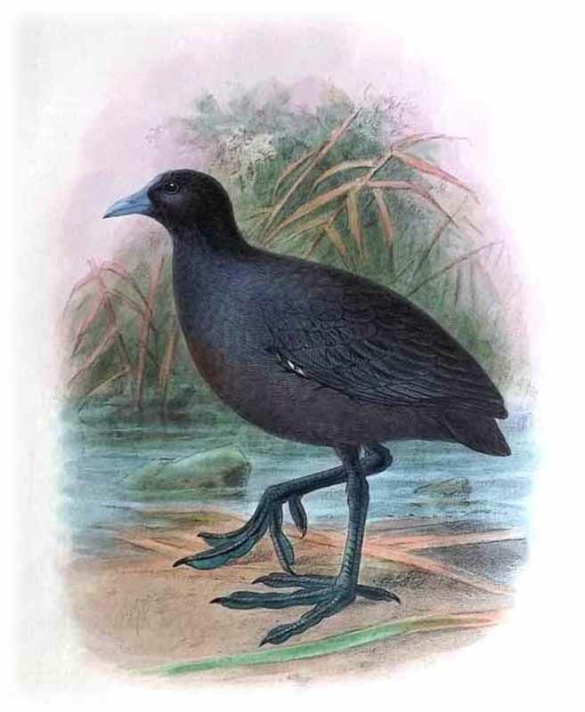 Eurasian Coot