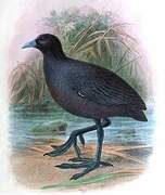 Eurasian Coot