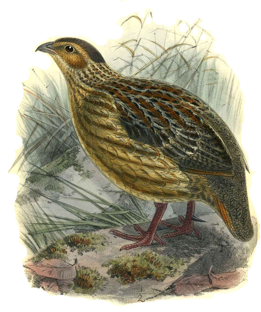 Grey-striped Francolin