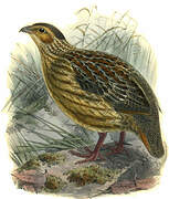 Grey-striped Spurfowl