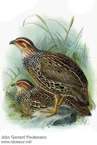 Francolin à collier