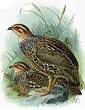 Francolin à collier