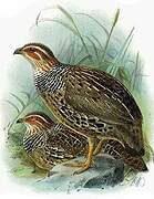 Francolin à collier