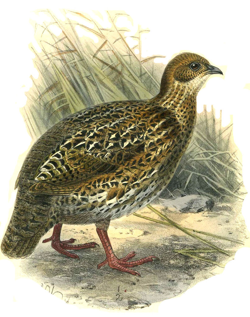 Francolin à cou roux