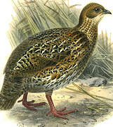 Chestnut-naped Spurfowl