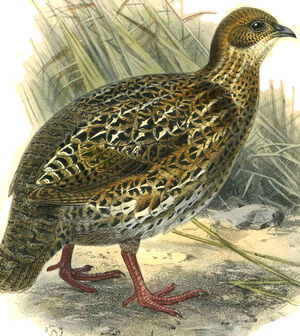 Francolin à cou roux